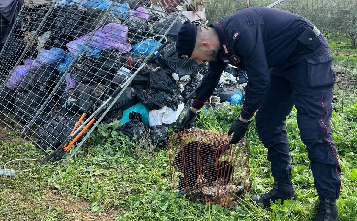 Canile Abusivo, cane in gabbia, carabiniere.