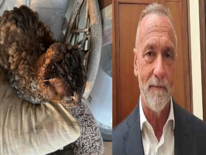 Tigro e Cappellacci