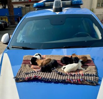 Cuccioli salvati a Cagliari