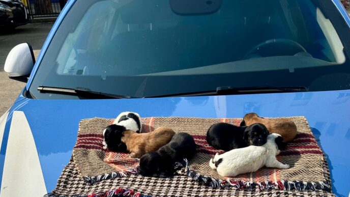 Cuccioli salvati a Cagliari