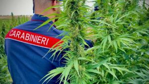 Cannabis