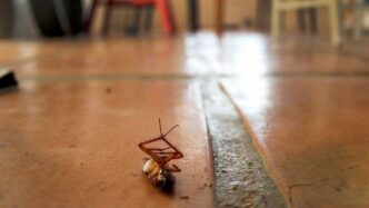 Blatte a scuola