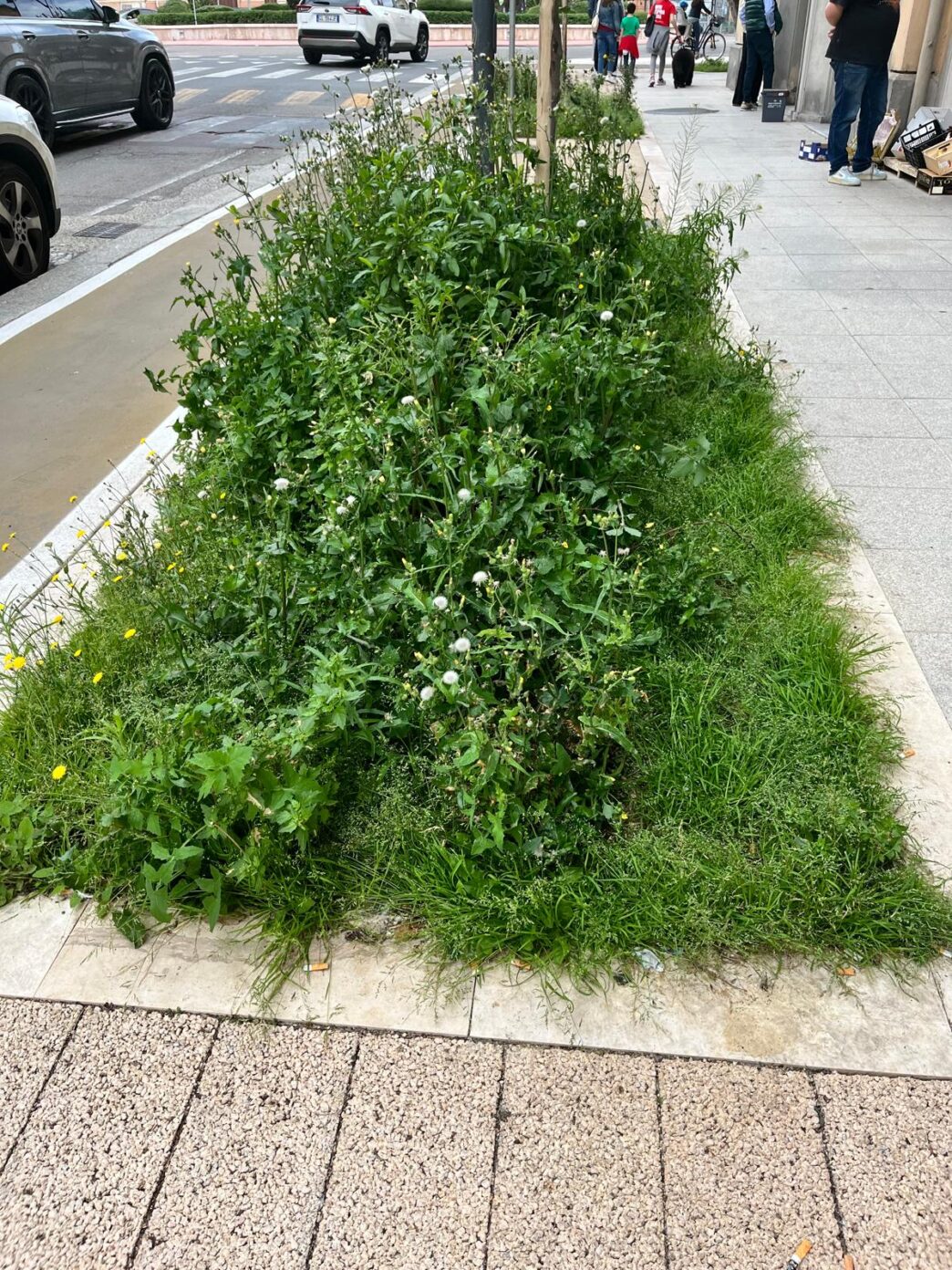 Erbacce in via Dante