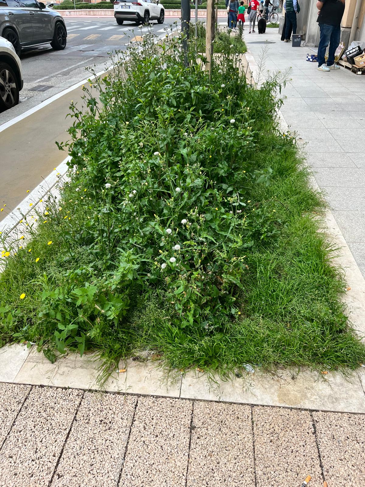 Erbacce in via Dante