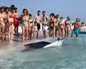 Mobula mari erti manta del mediterraneo