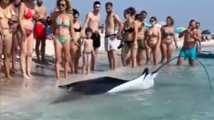 Mobula mari erti manta del mediterraneo