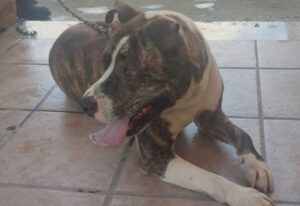 Cane smarrito a Pirri