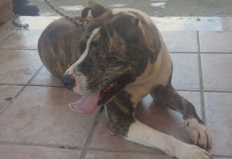 Cane smarrito a Pirri