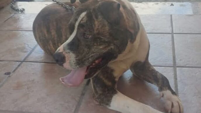 Cane smarrito a Pirri