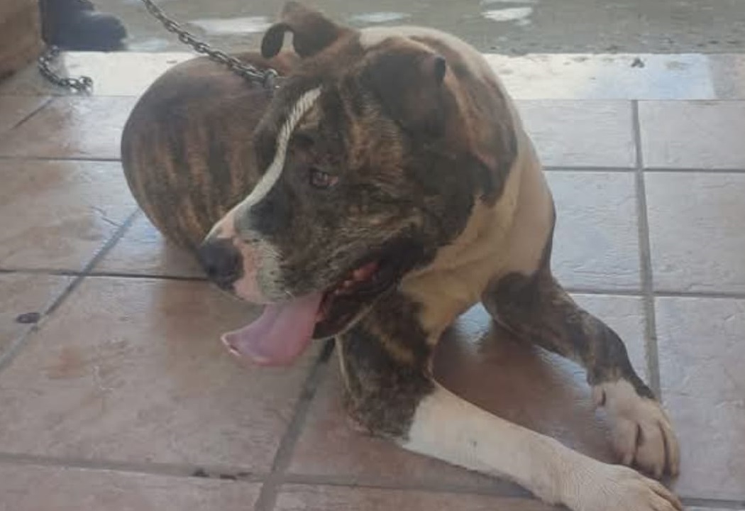 Cane smarrito a Pirri