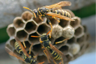 Vespe