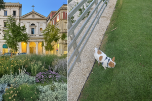 Area cani in via Roma