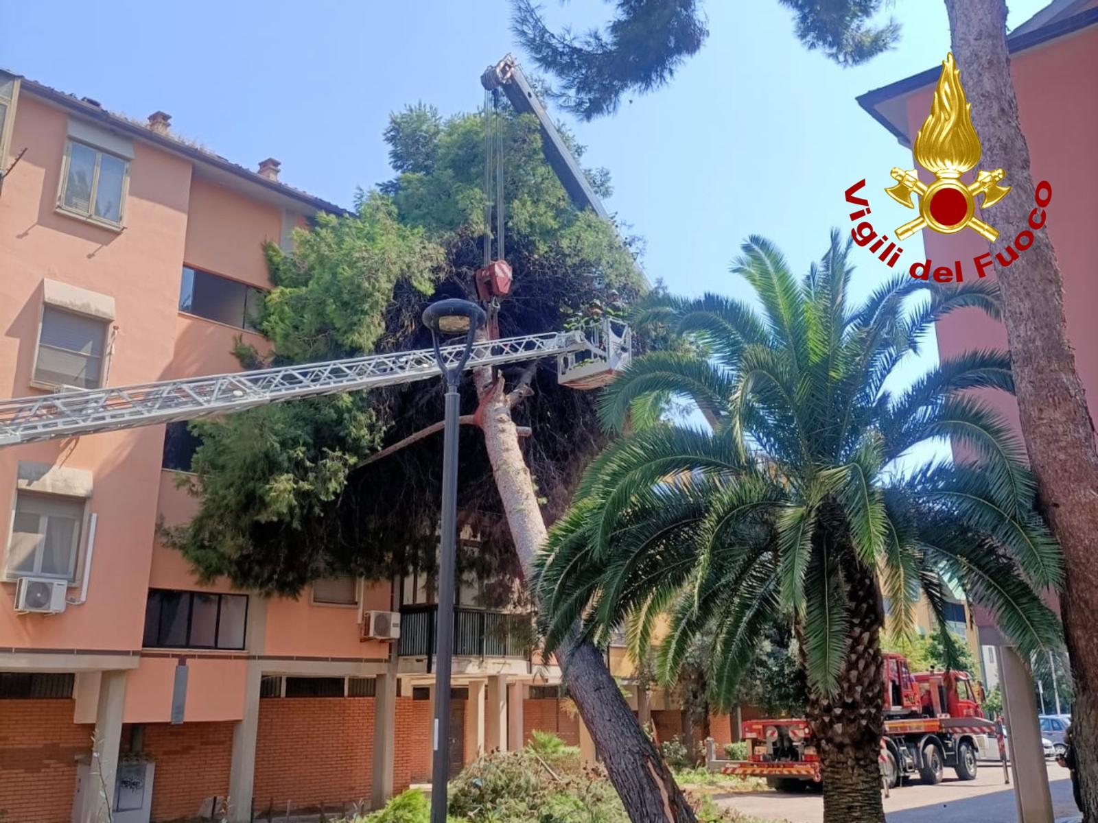 Albero crolla su una palazzina