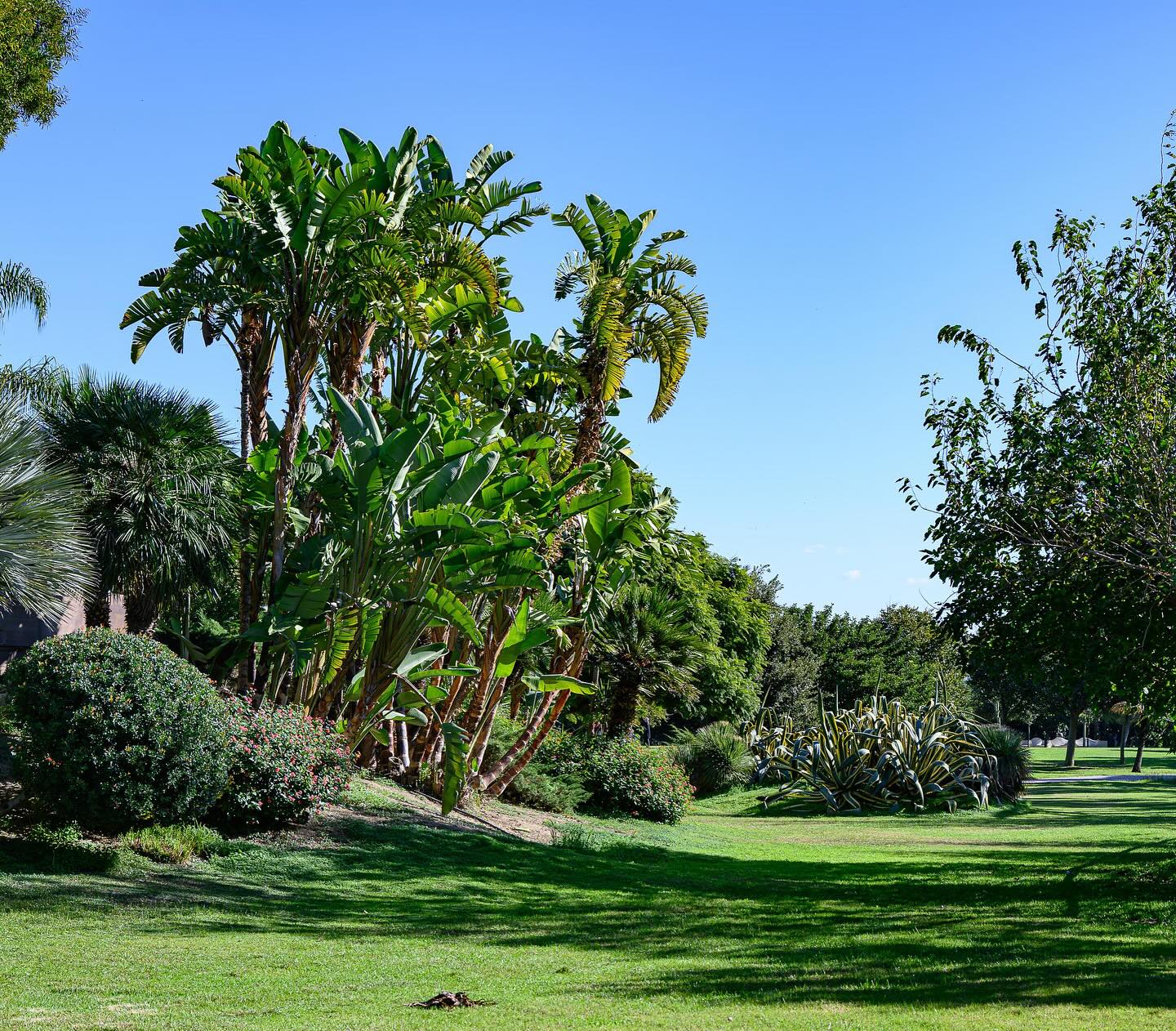 Area verde