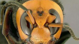 Calabrone asiatico