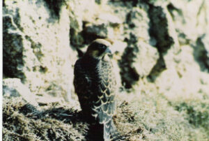 Falco della Regina