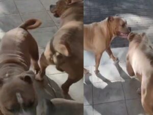 Pitbull a scuola