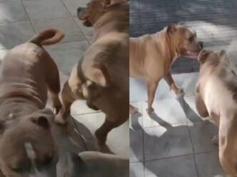Pitbull a scuola