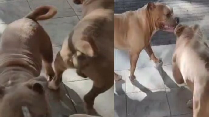 Pitbull a scuola