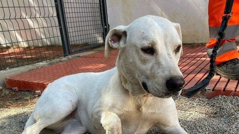 Teodora