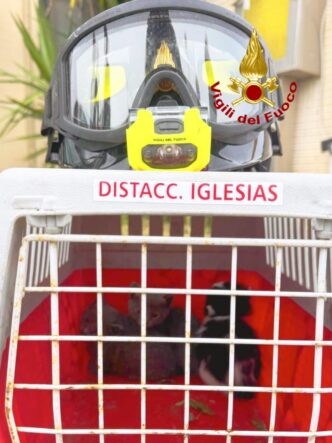 Gattini salvati a Iglesias