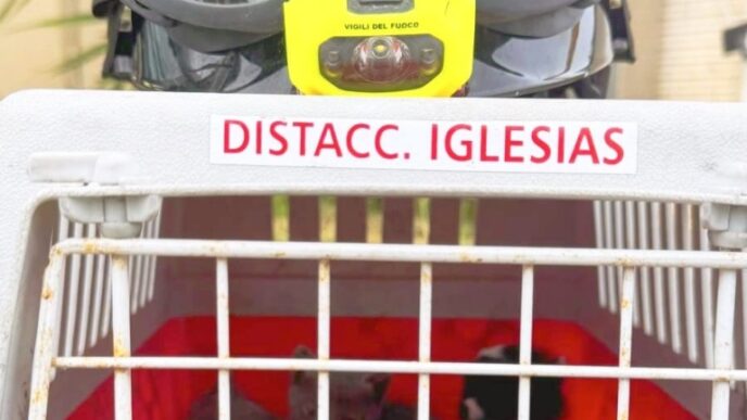 Gattini salvati a Iglesias